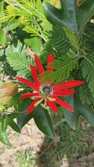 Passiflora manicata