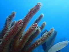Plexaurella nutans