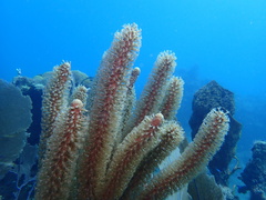 Plexaurella nutans