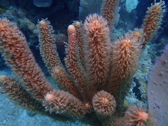 Plexaurella nutans