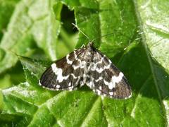 Trichodezia californiata