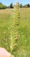 Cynosurus cristatus