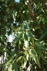 Corymbia ptychocarpa ptychocarpa