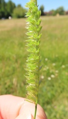 Cynosurus cristatus