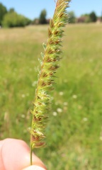 Cynosurus cristatus