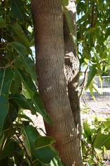 Corymbia ptychocarpa ptychocarpa