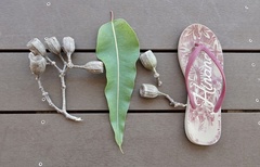 Corymbia ptychocarpa ptychocarpa