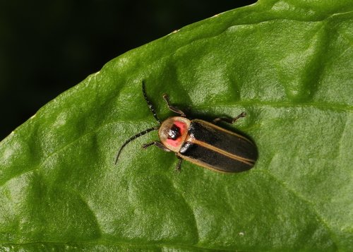 Common eastern firefly