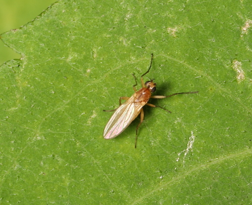Small Grass Fly photo 3