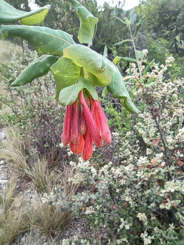 Image of Lonicera pilosa by (c) Liliana Ramírez-Freire, some rights reserved (CC BY)