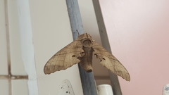 Marumba