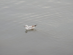 Chroicocephalus ridibundus