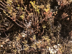 Sedum radiatum