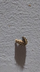 Colobura dirce