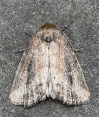 Photedes panatela