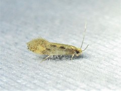 Tinea mandarinella