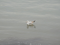 Chroicocephalus ridibundus