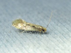 Tinea mandarinella