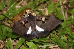 Ischyja albata