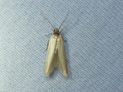Holcocera immaculella