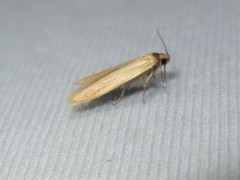 Holcocera immaculella