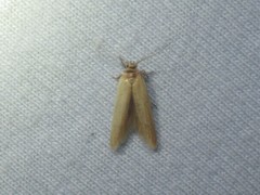 Holcocera immaculella