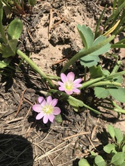 Lewisia pygmaea