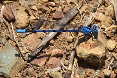 Argia agrioides