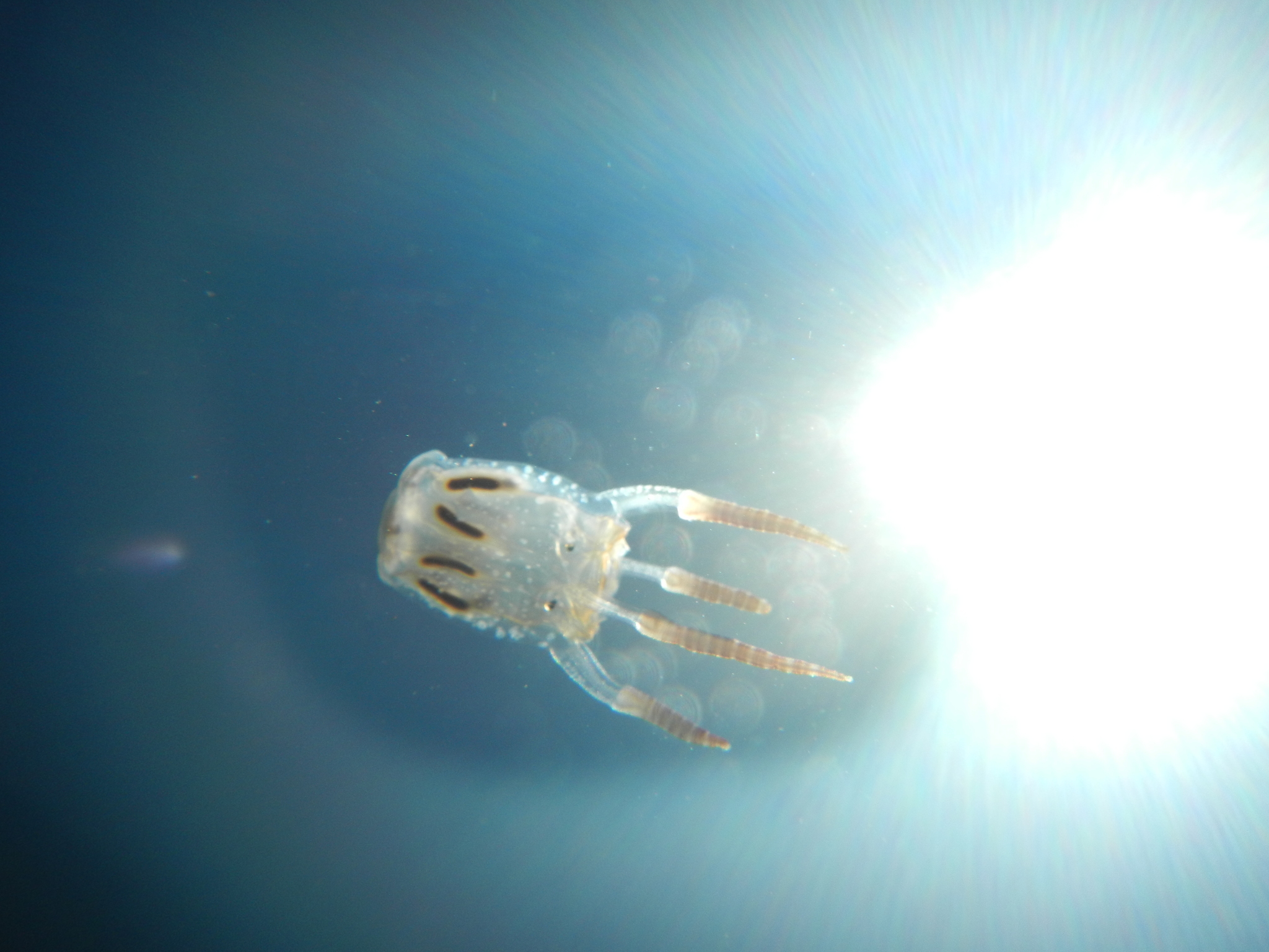 Copula sivickisi (Stiasny, 1926)