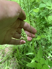 Platanthera psycodes
