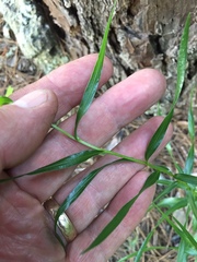 Liatris compacta