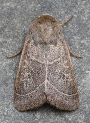 Ulolonche culea
