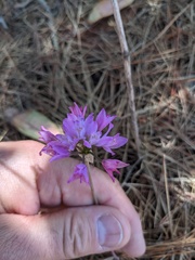 Allium serra