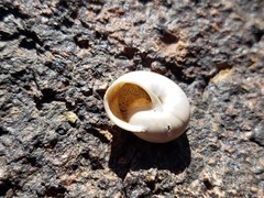 Cahuillus indioensis cathedralis