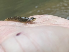 Etheostoma olmstedi