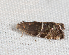 Cydia erotella