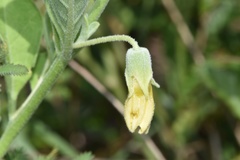 Physalis cinerascens spathulifolia