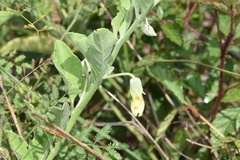 Physalis cinerascens spathulifolia
