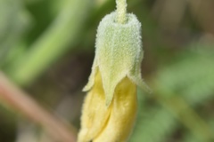Physalis cinerascens spathulifolia