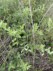 Physalis cinerascens spathulifolia