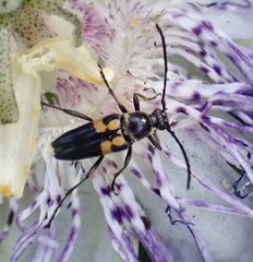 Typocerus lunulatus
