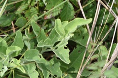 Physalis cinerascens spathulifolia