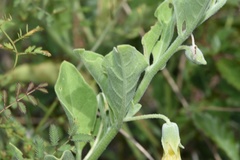 Physalis cinerascens spathulifolia