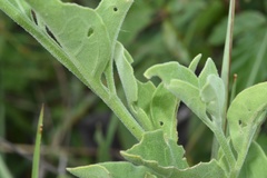 Physalis cinerascens spathulifolia