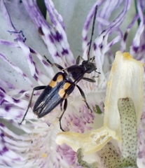 Typocerus lunulatus