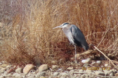 Ardea herodias