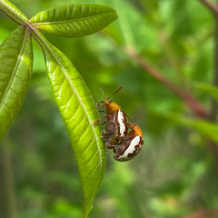 Blepharida