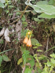 Stenomesson aurantiacum