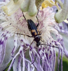 Typocerus lunulatus