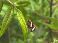 Blepharida